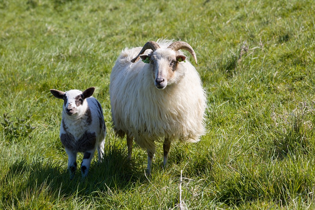 schaap lam lammetje ovis aries landbouw veeteelt industrie vee polder agrarisch agricultuur milieu klimaat stikstof co2 bio ecologisch biologisch natura2000 planetproof natura 2000 veehouderij